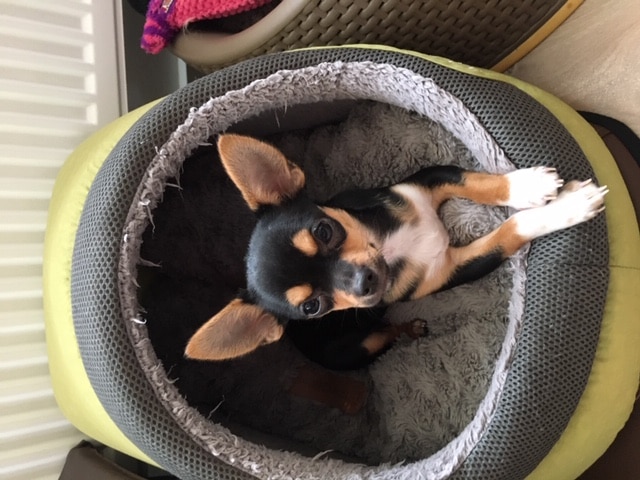 Pippa – Chihuahua (November 2019)