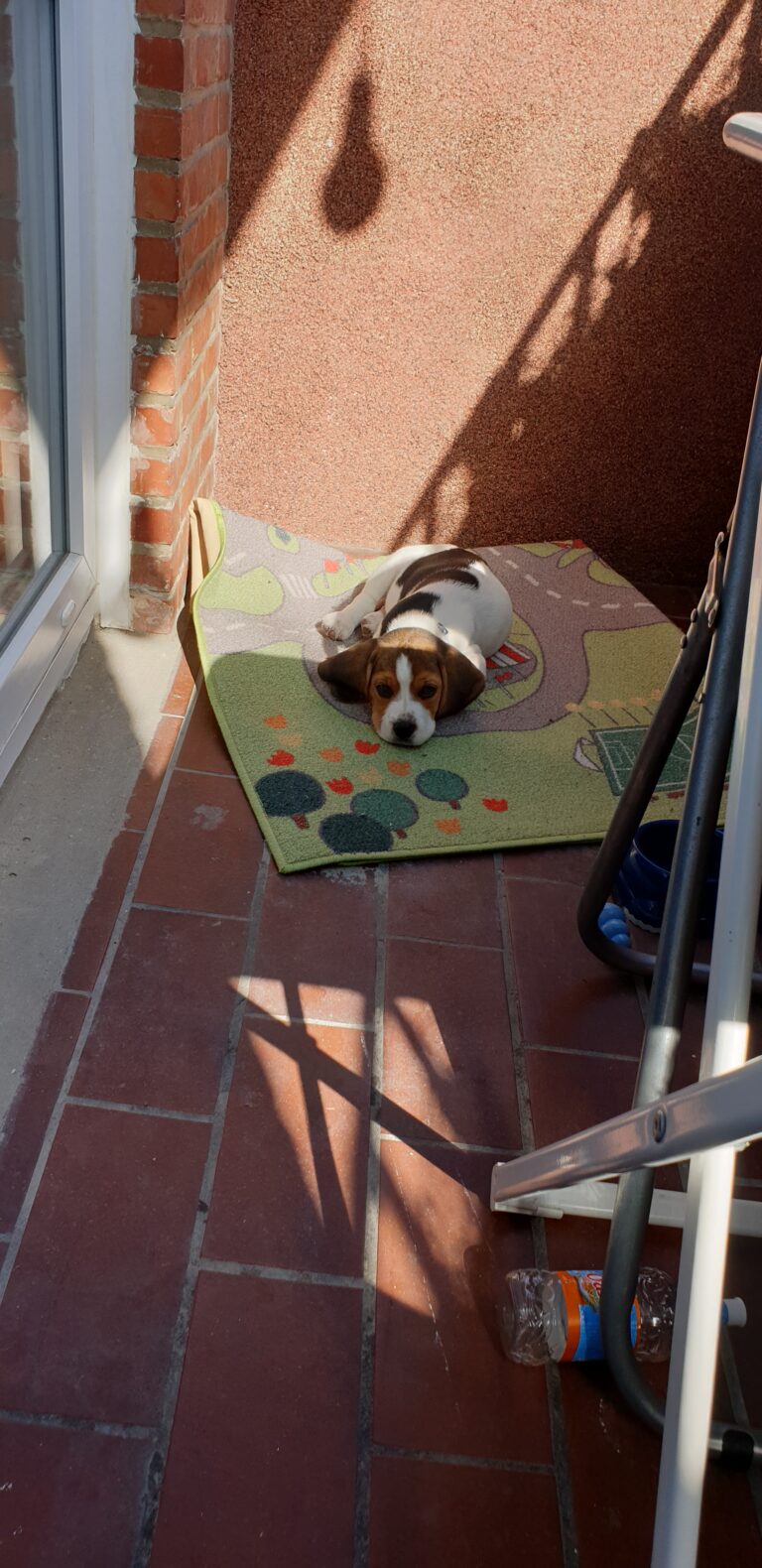 Snoopy – Beagle