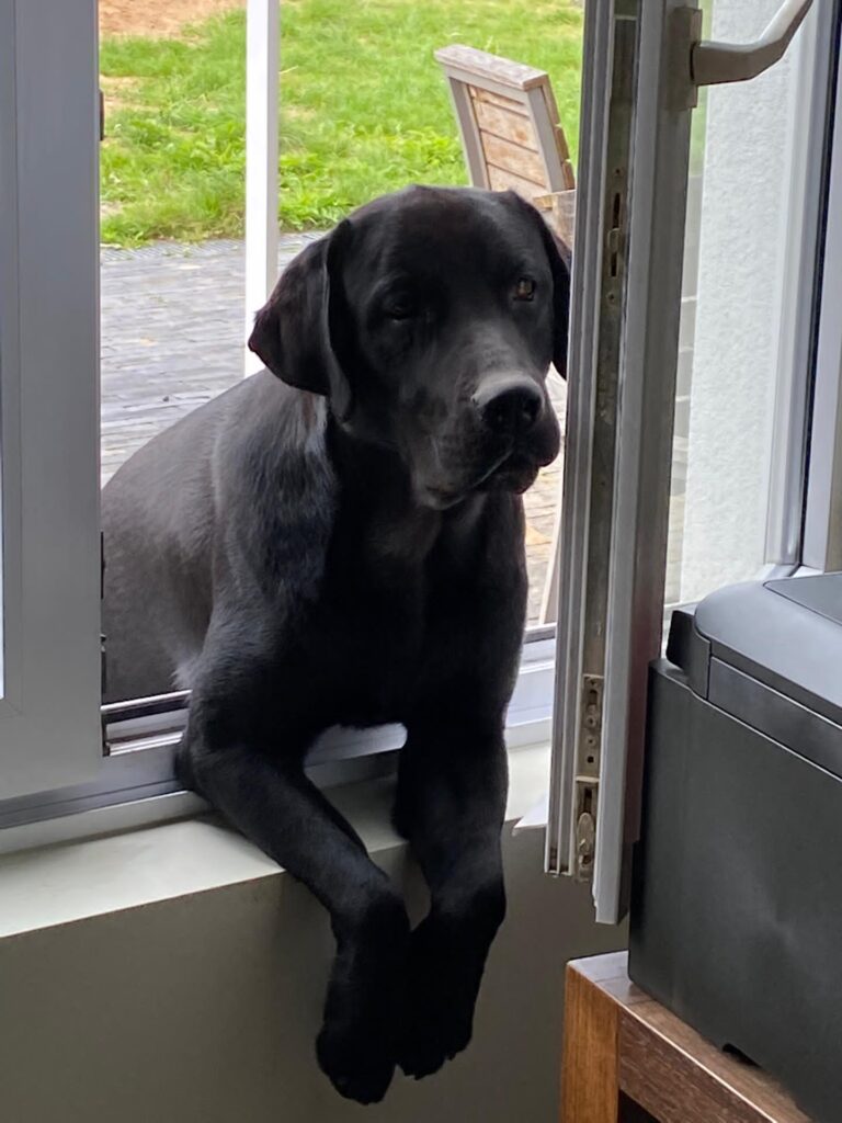 Labrador: Bob is één jaar
