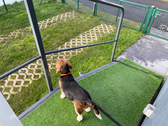 Oscar – Beagle